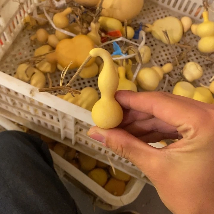 J***生大叶紫檀（黑酸枝木类）