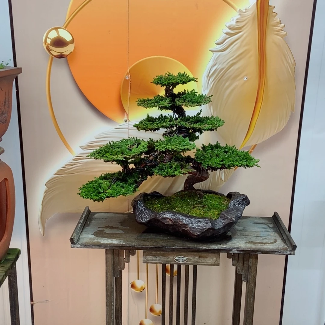 无花朵珍珠柏盆景