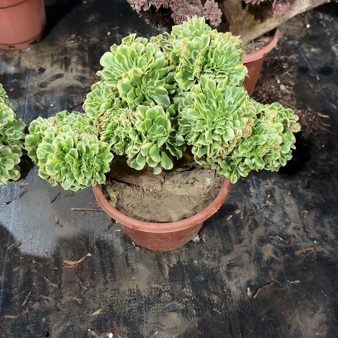 绿豆沙缀化脱土发货