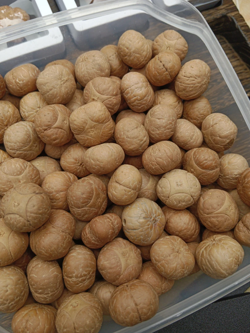 尼泊尔凤眼菩提新号开播福利麒麟