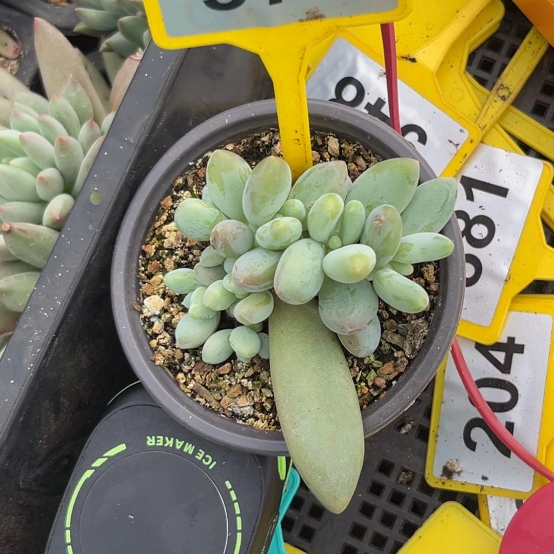 多肉植物白兰地群976