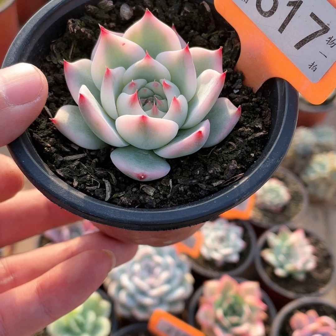 【闪购商品】H*H617号