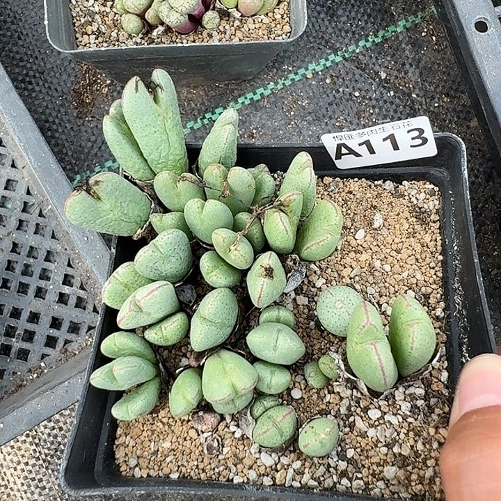 113多肉植物多肉植物