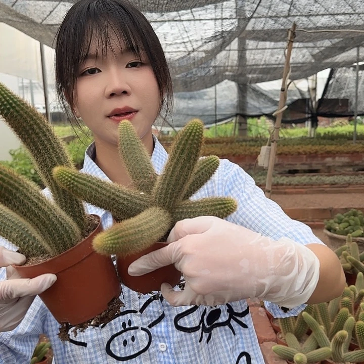 双色金妞3头起1111111111