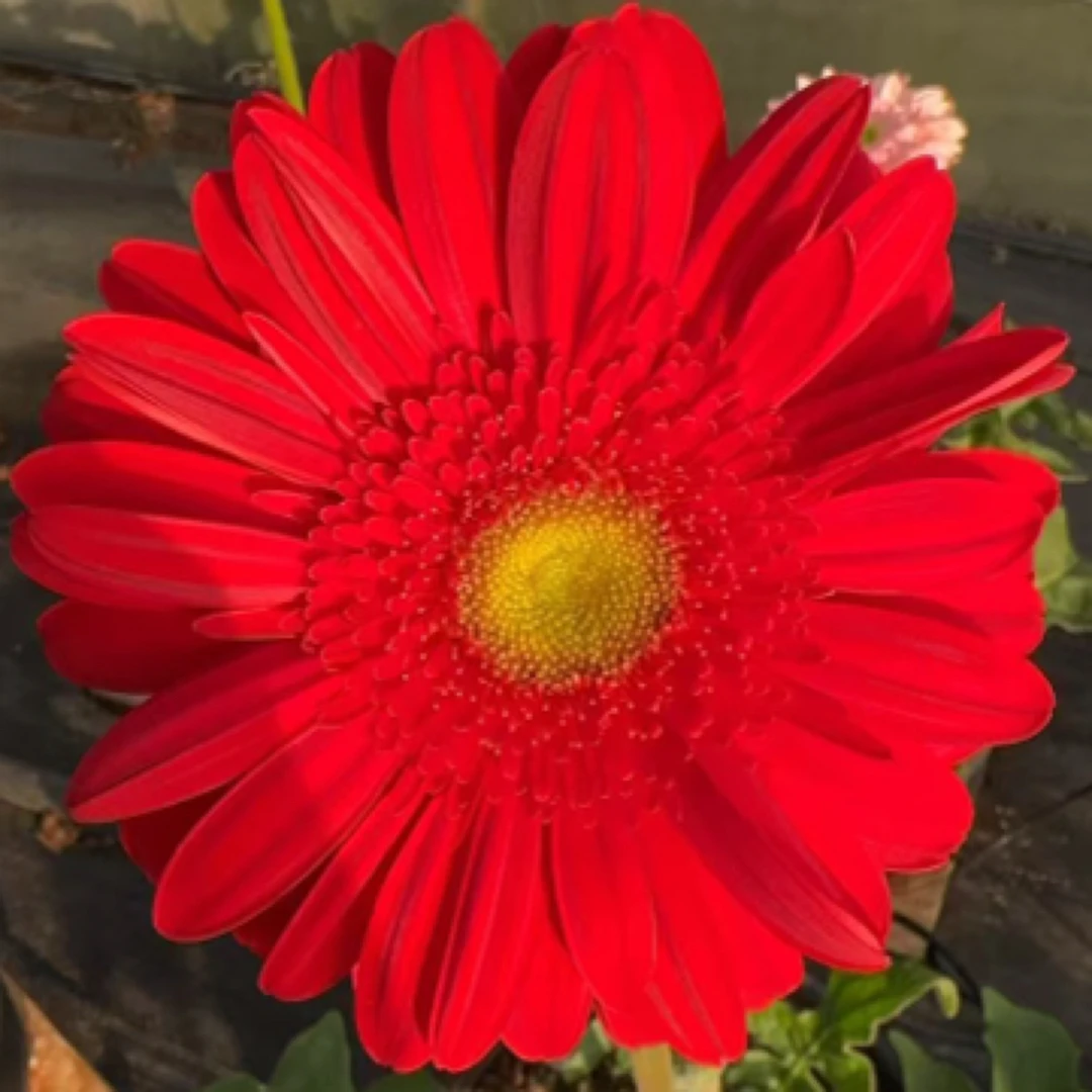 【法兰西】一加仑非洲菊盆栽成品扶郎花带花花苞阳台楼顶花园好养