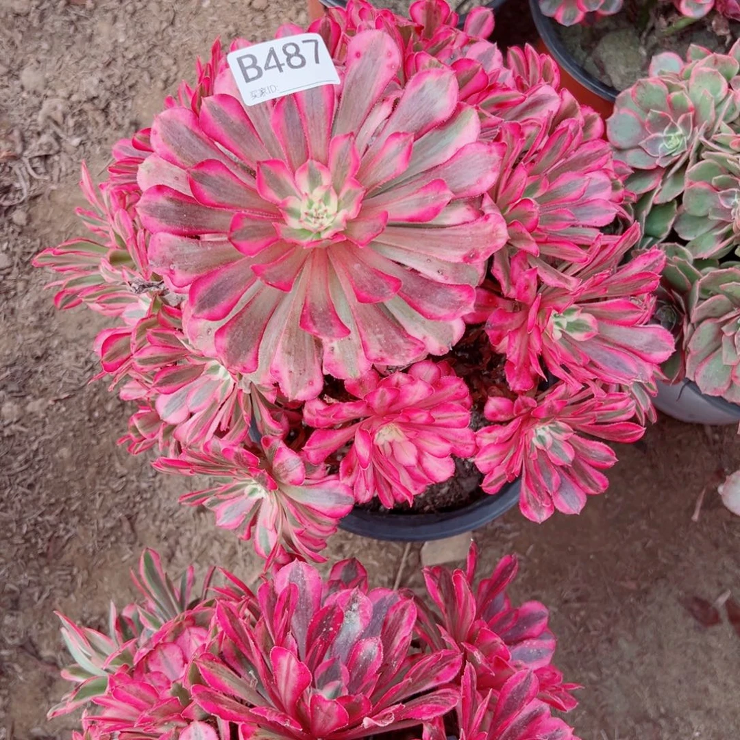 487红铜超白多肉植物法师