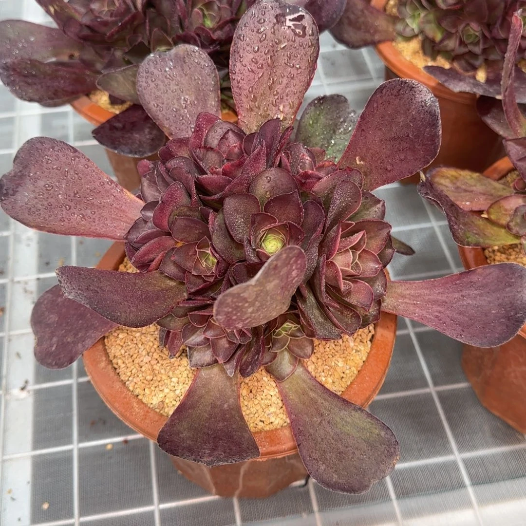 从前慢花园精选多肉魅金玫瑰