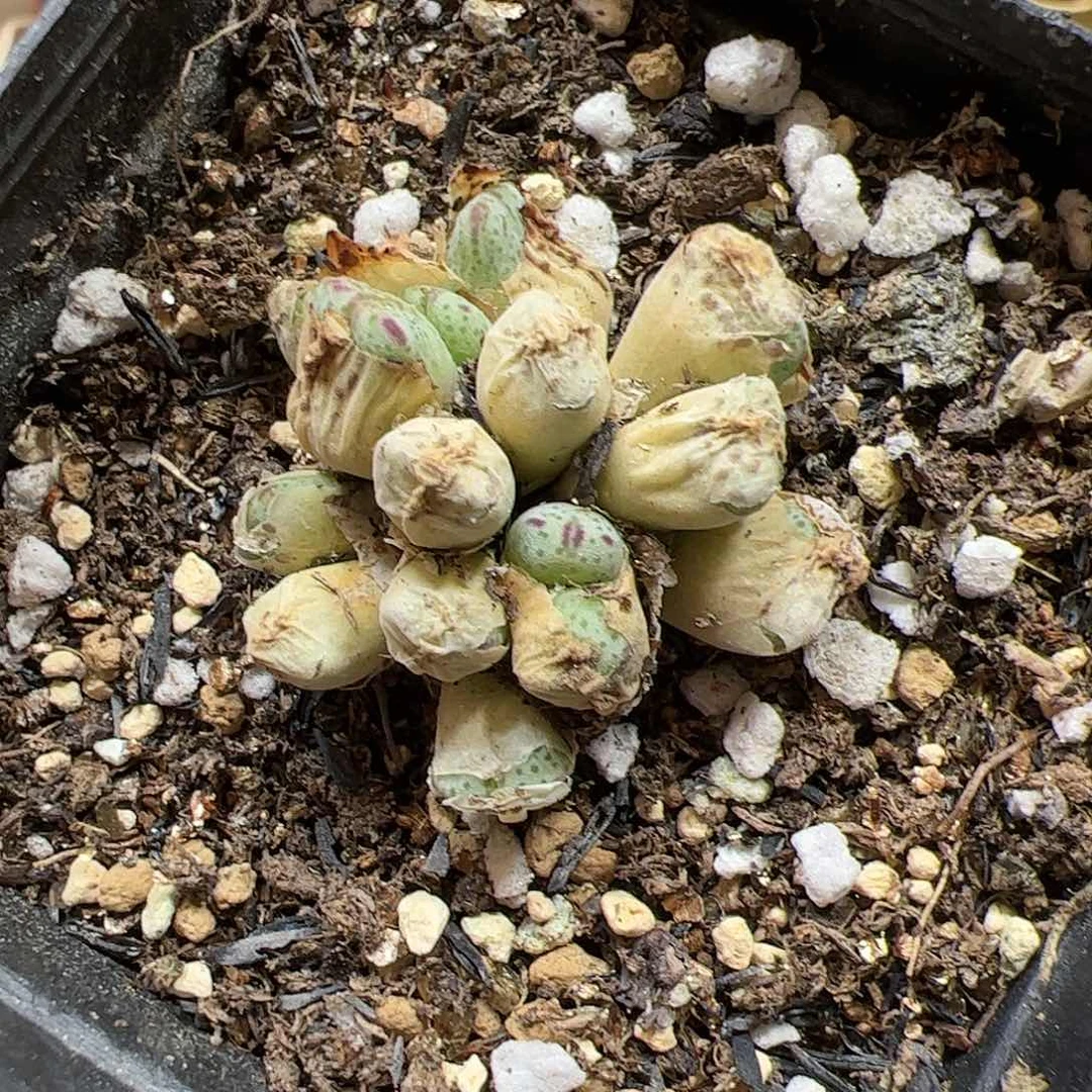 【闪购商品】363 斑马