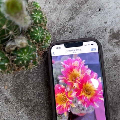 火凤凰丽花，5-7公分左右