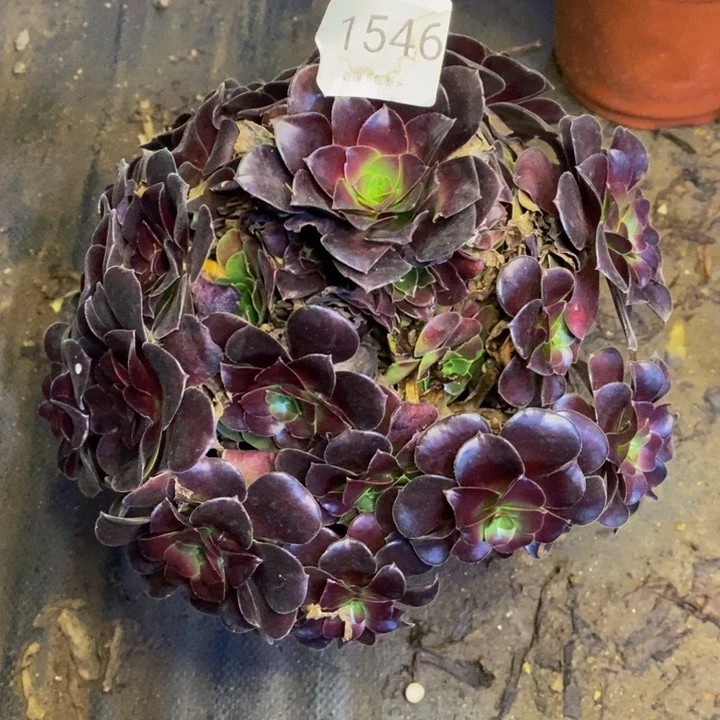 欧姿多肉断头不包1546