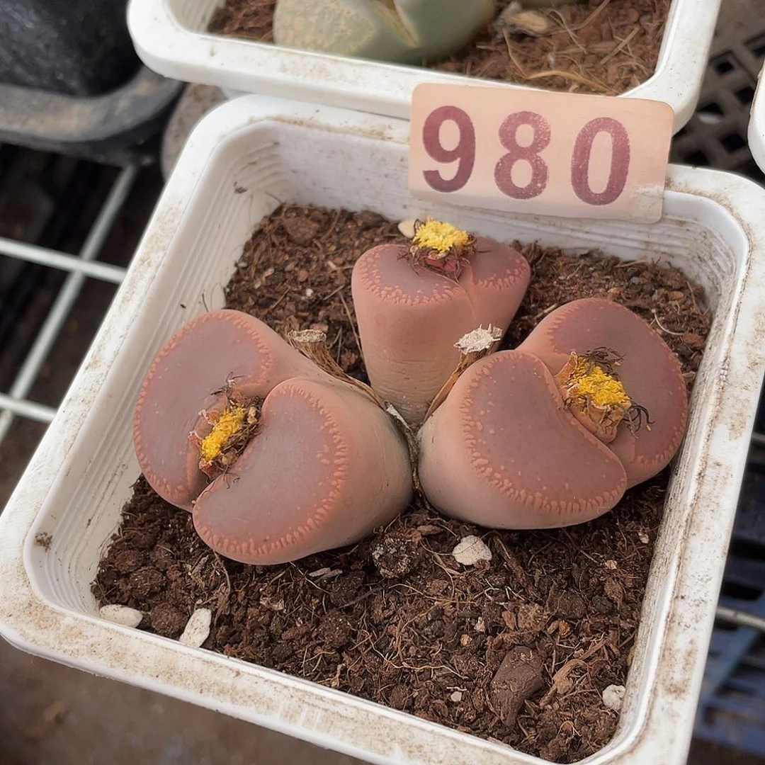 生石花一颗98000
