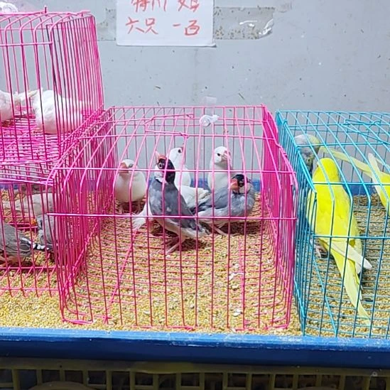 老***兔文鸟特价白文花文断尾少毛爪子有瑕疵六只