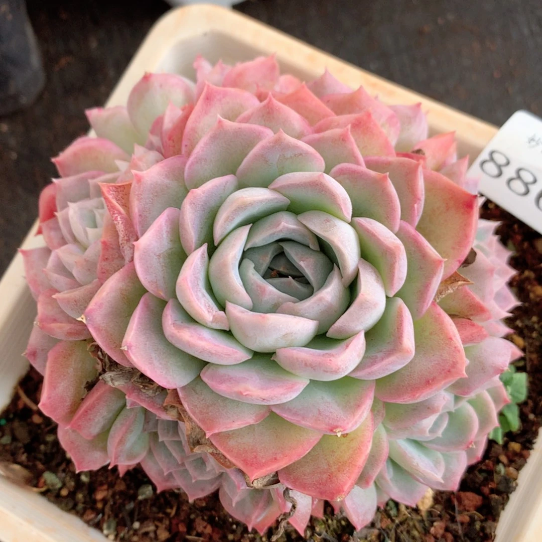 8865杂交多肉植物基地