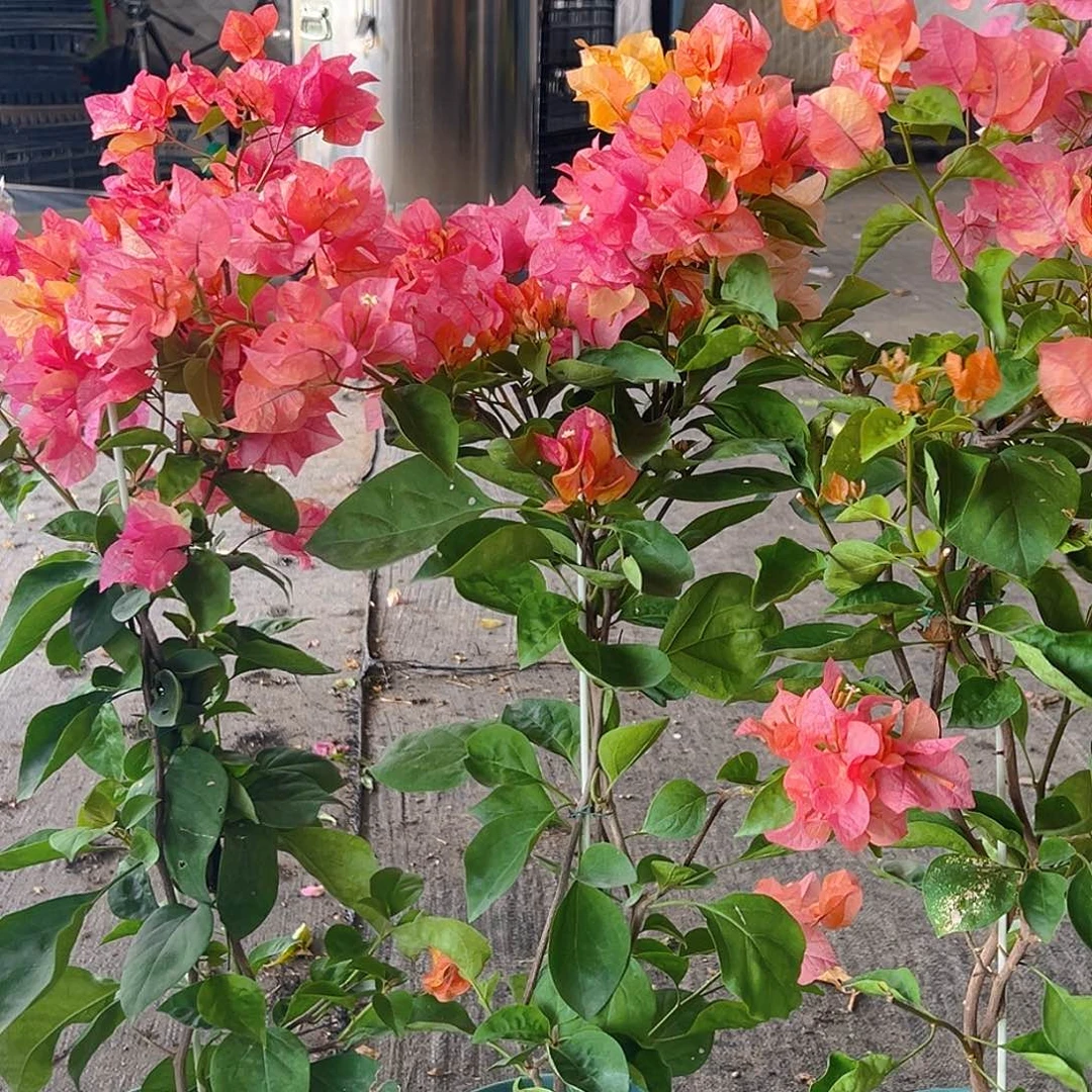 当前无花栽培后可以开花阿达纳带竹一颗