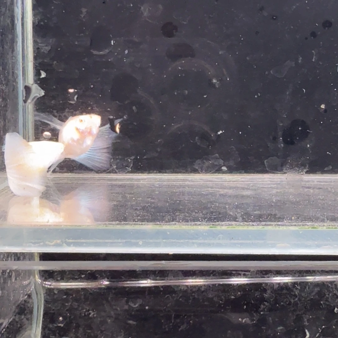 孔雀鱼蓝白缎带1对