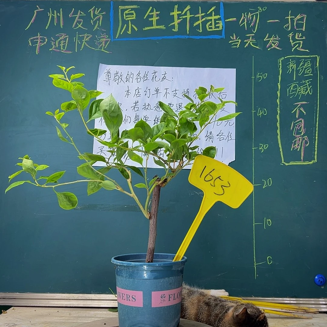 当前无花栽培后可以开花 福利 水果酒  1653