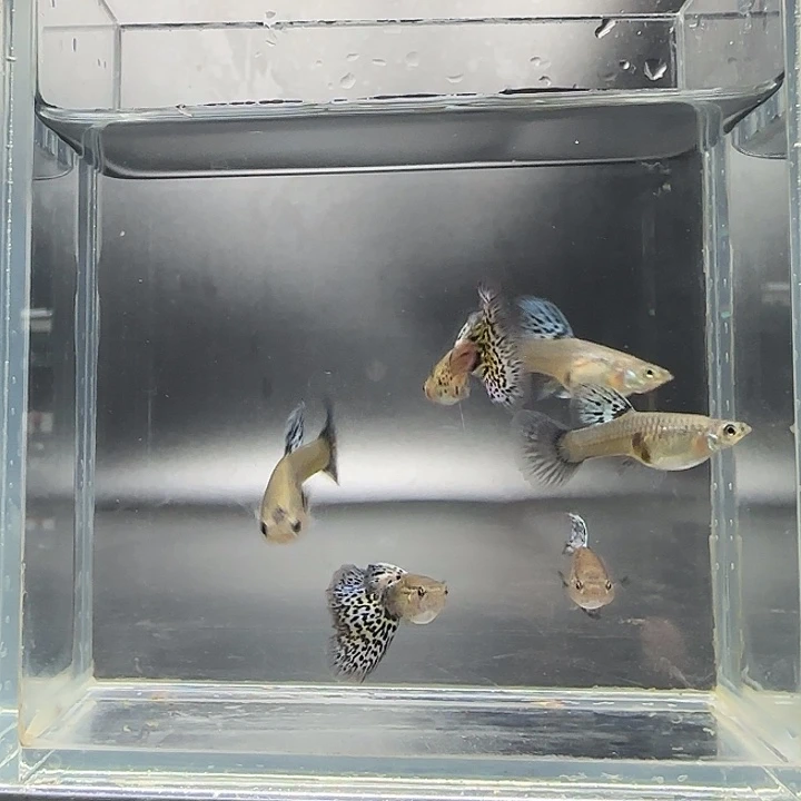 孔雀鱼蓝虎斑三角尾3对