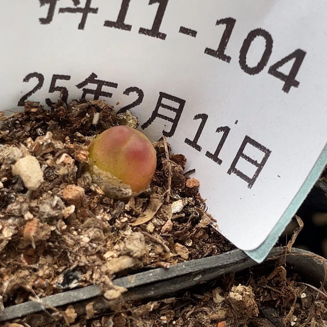 11-104拉登多肉植物