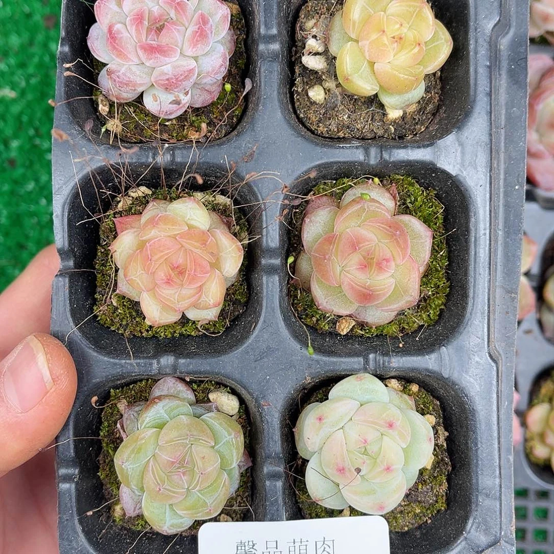 多肉一物一拍28-229