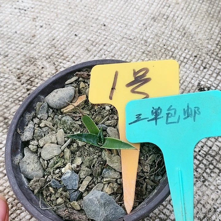 【闪购商品】无花朵龙舌兰姬妖炎