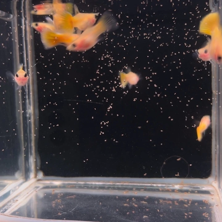 孔雀鱼黄金玻璃猫球压成10条