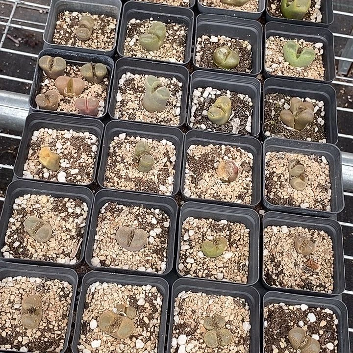 2537一筐风铃有伤