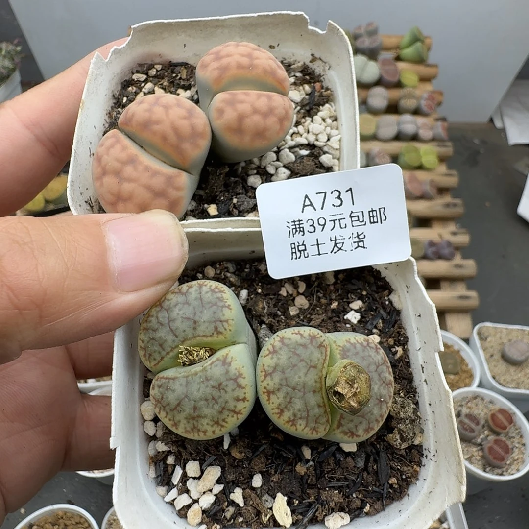 731多肉哈哈哈哈哈哈哈哈哈