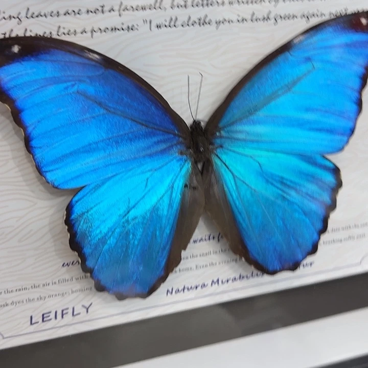 财****蝴蝶标本定制496@