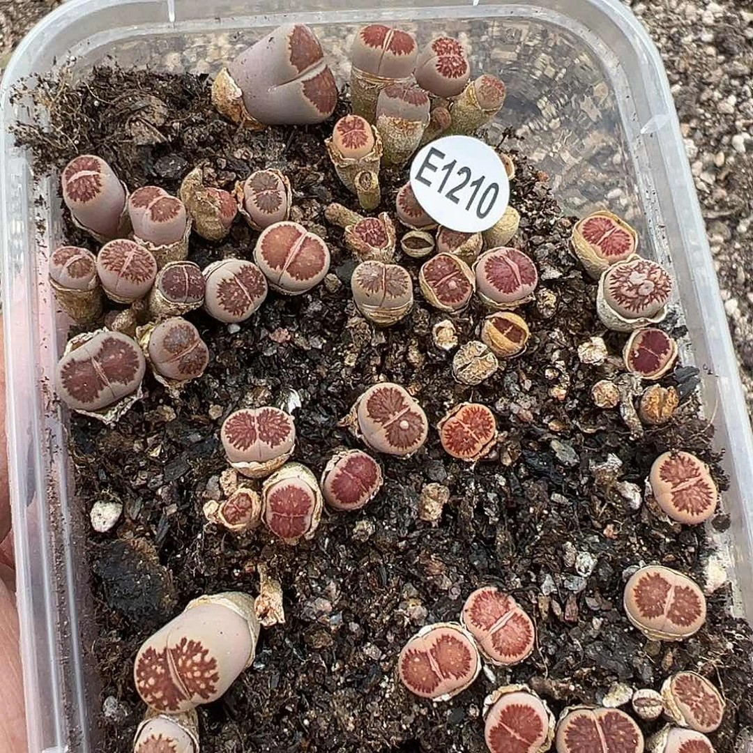 1210小美菊开播福利111111