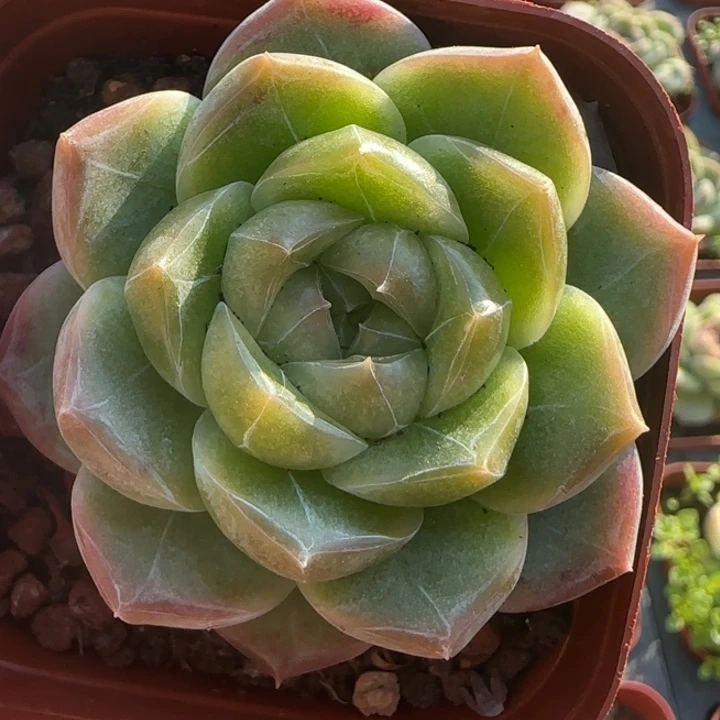 7绝绝子溏心一颗多肉