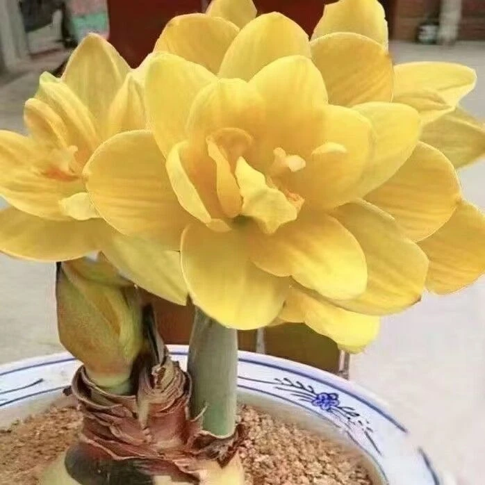 【黄玉】朱顶红种球5-6厘米