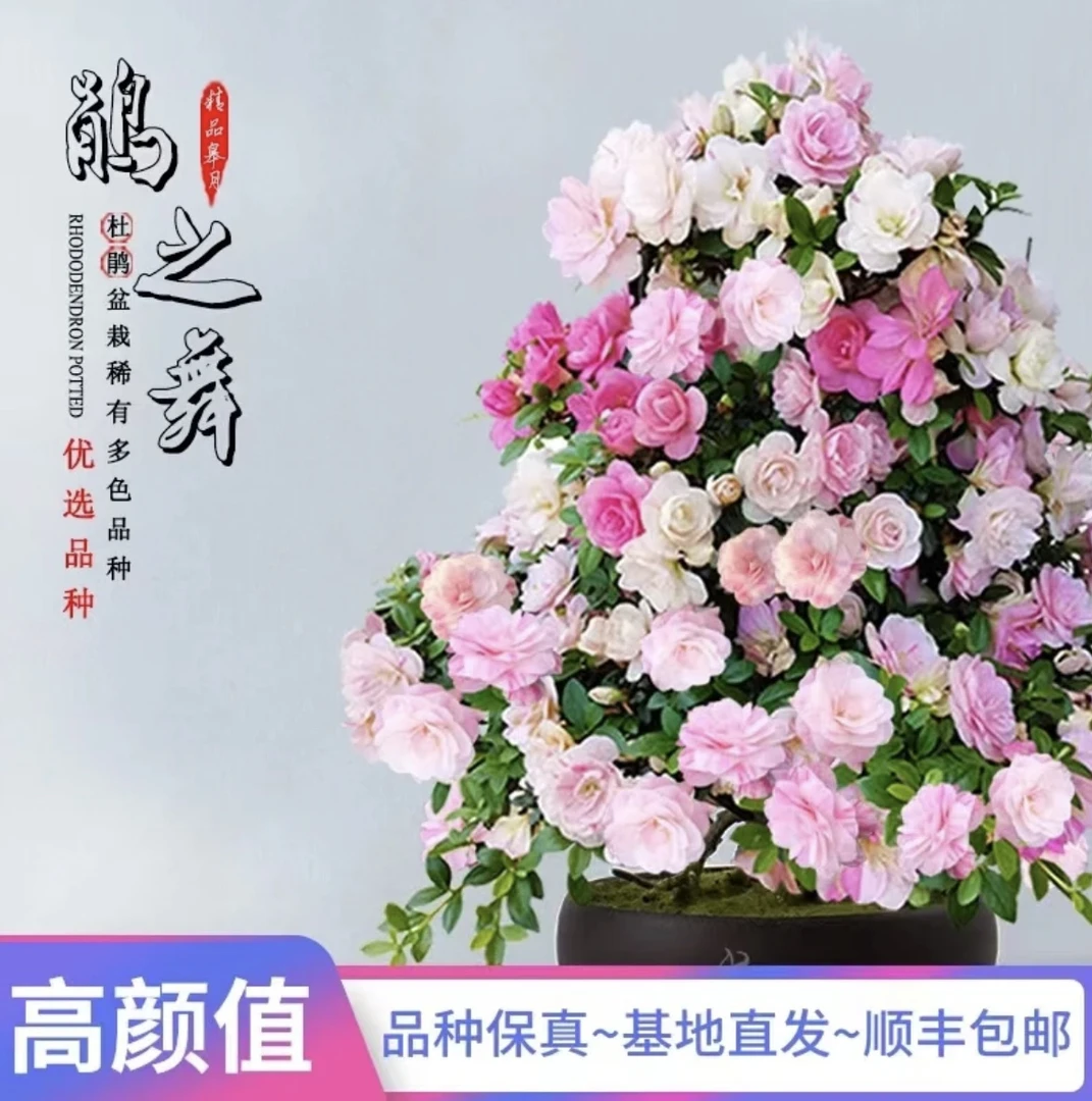 皋月杜鹃之舞日本进口杜鹃盆栽耐寒耐热重瓣多色阳台室外好养易活