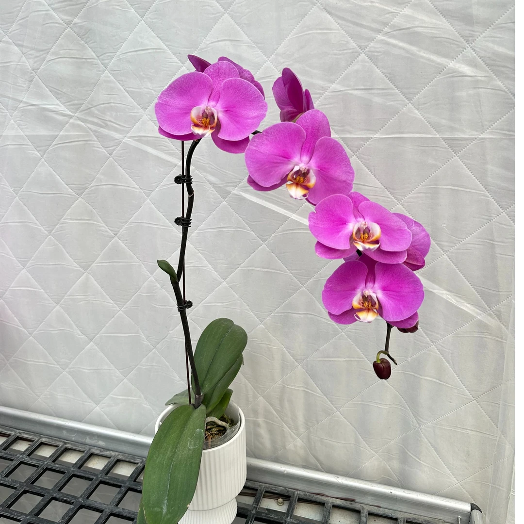 【藏宝粉】3.5寸 粉色大花 开完的