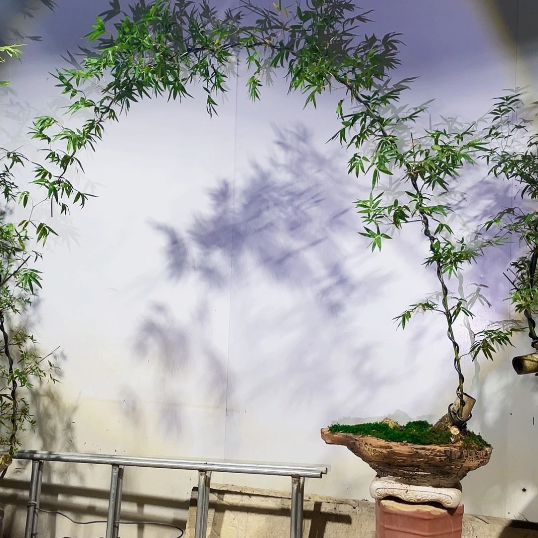 1***宝无花朵小叶簕竹熟桩陶瓷盆一物一拍