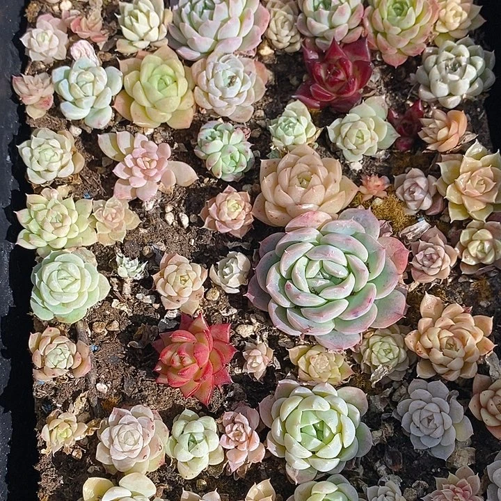 112 多肉植物盆栽花卉盆栽