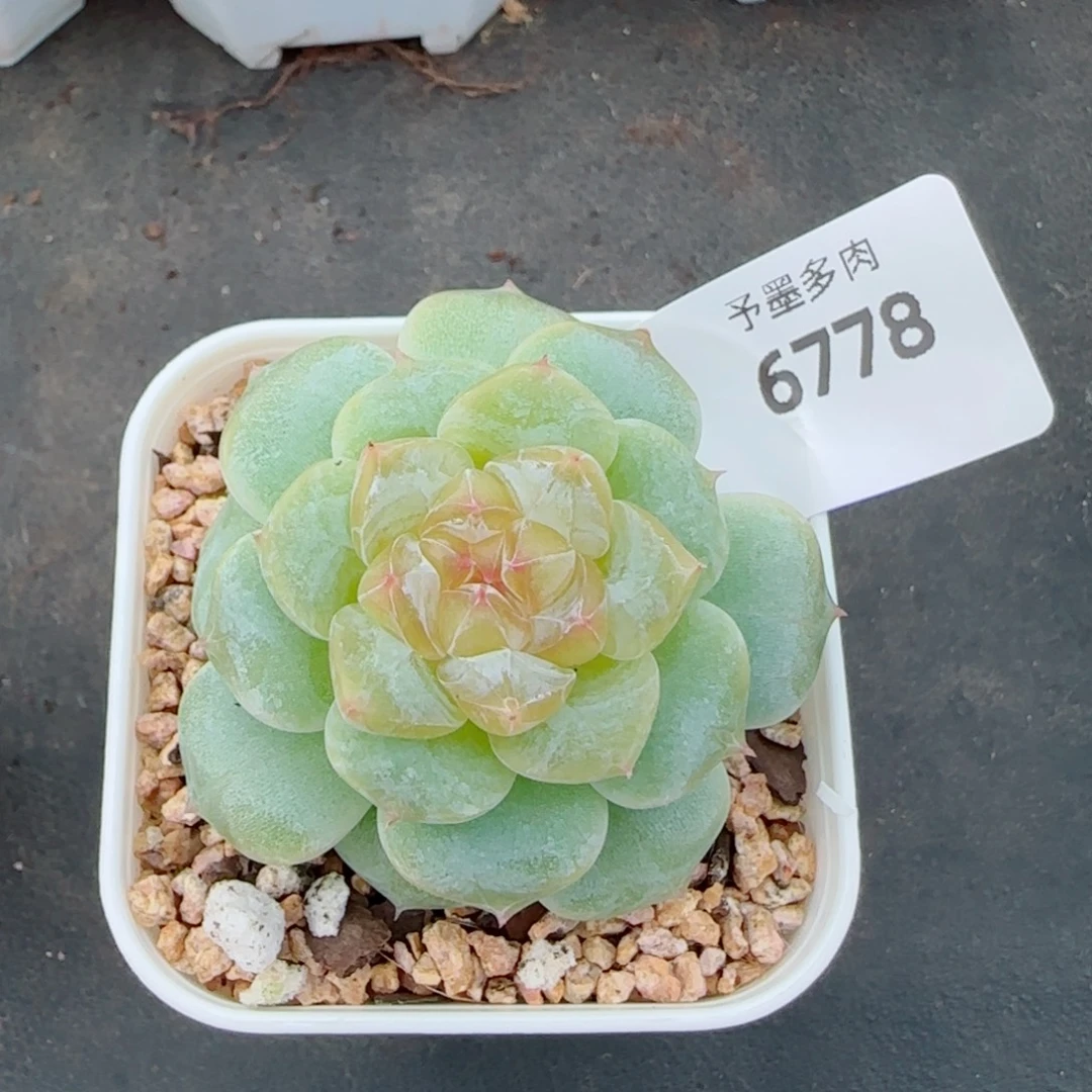 魔法棒，6788多肉植物