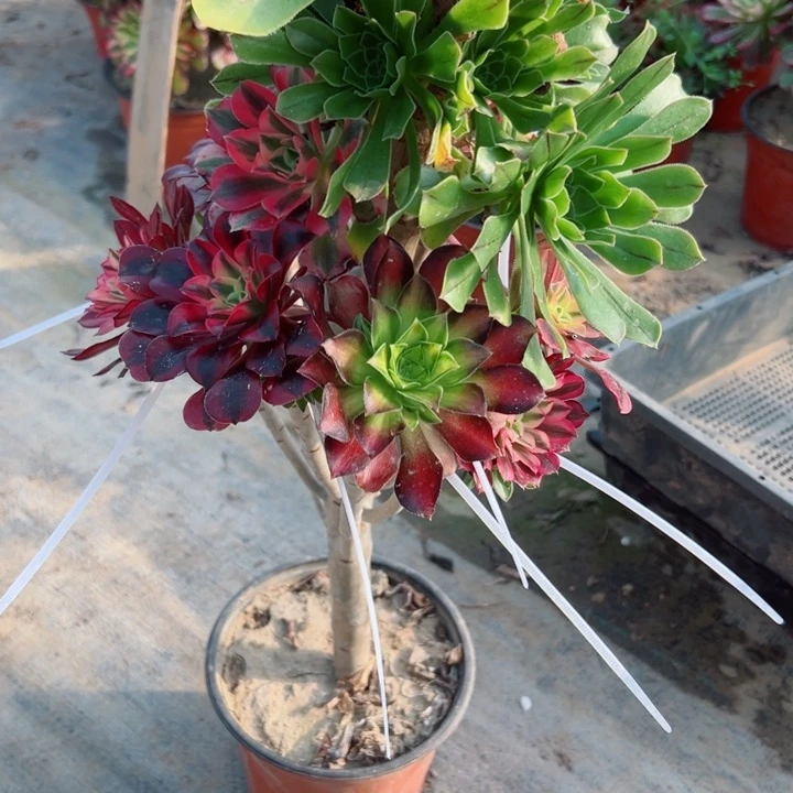 429绿法师多肉植物的