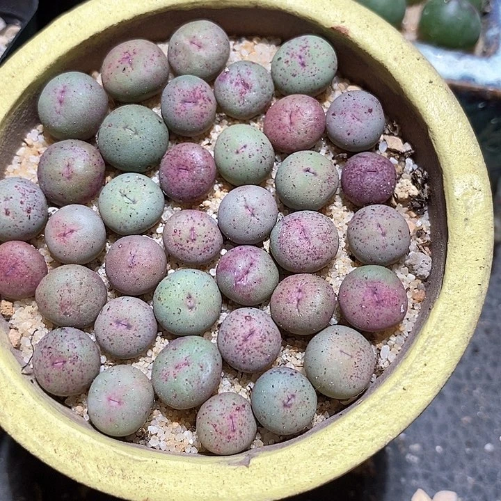 小粉嘴一组两颗