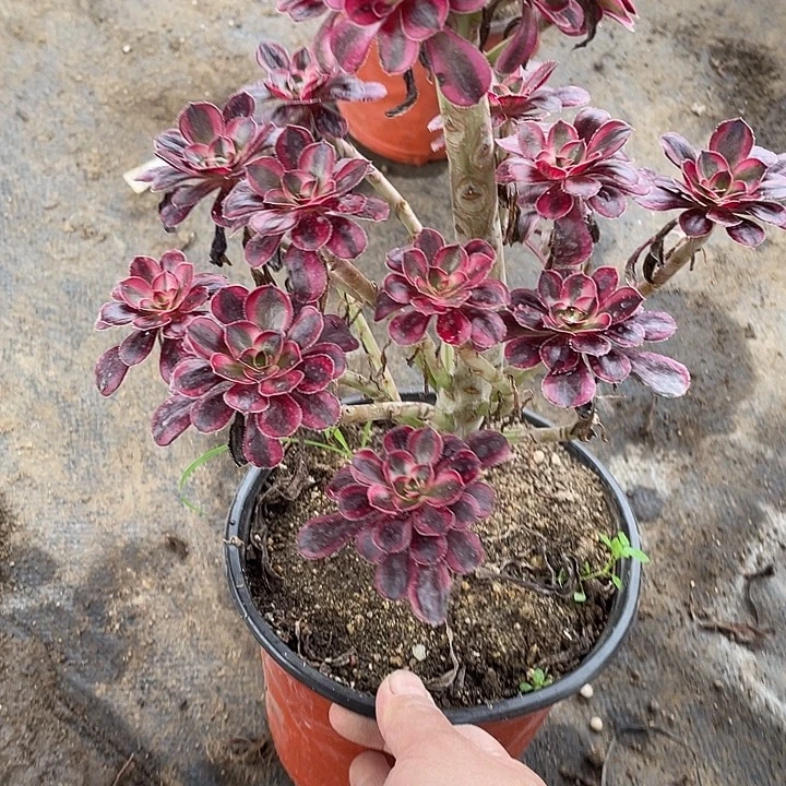 440香奈儿多肉满20包邮