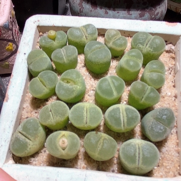 胖虎风铃一组两颗