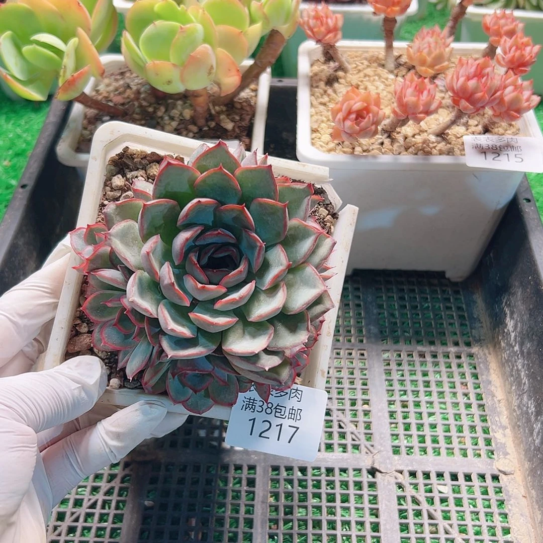 多肉一物一柏植物1217