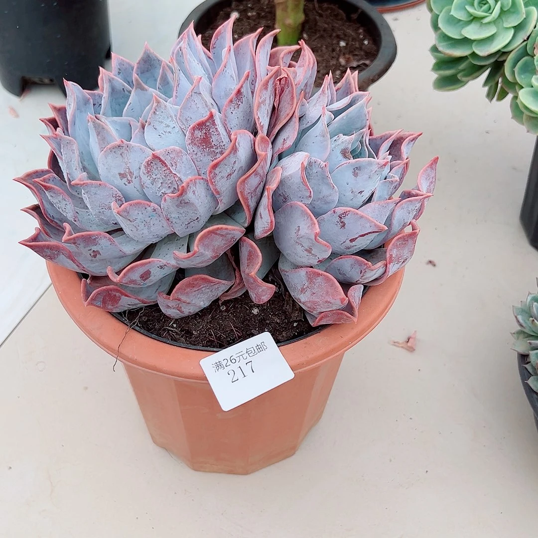 半***紗217露西娜多肉植物多肉