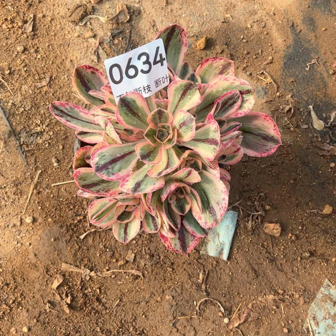 634号，青花瓷，脱土发货