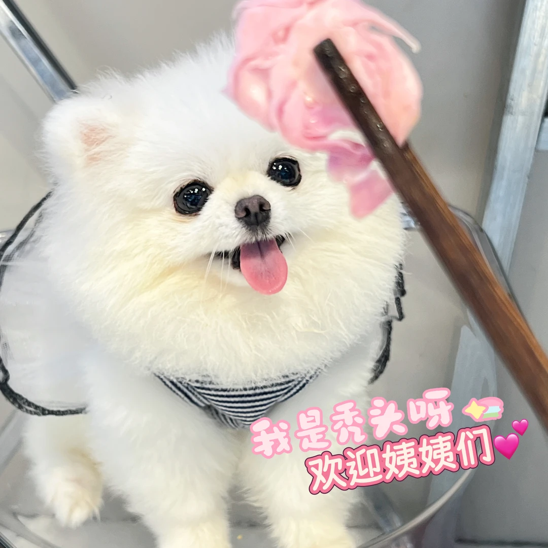 直播现场鱼油卵磷脂钙40多种复合维生素【雪糕】