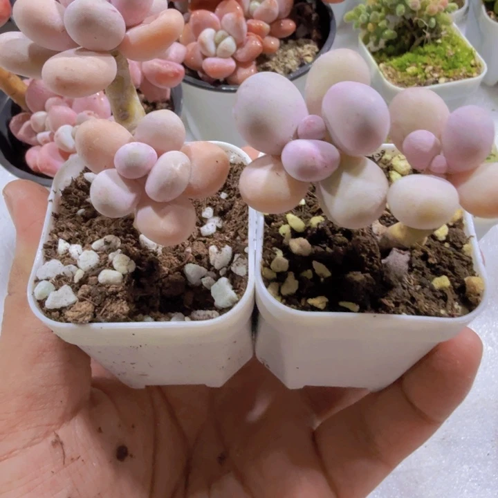 原始鸡蛋奶酪双头一颗