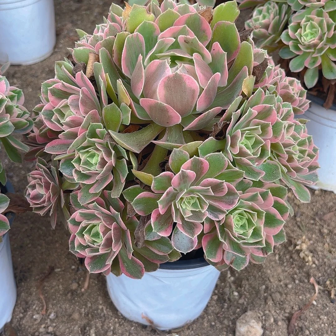 女妖多肉植物手捧