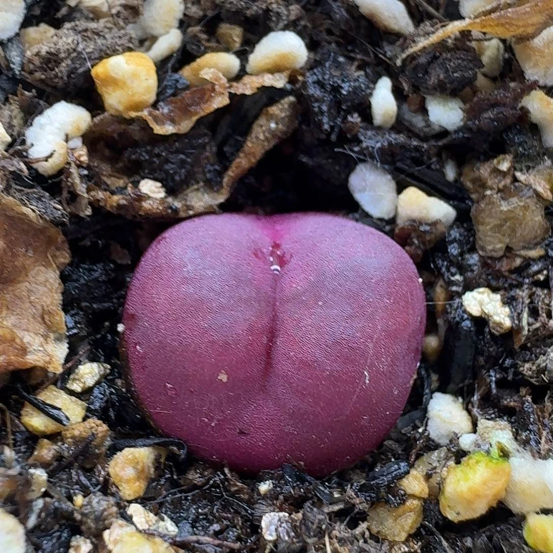 猫*老马生石花吕红2275