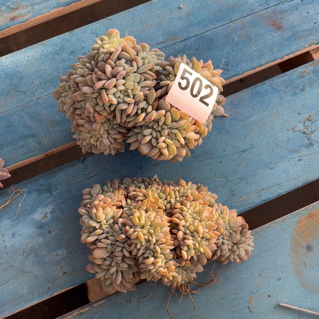 臭***活502号    一颗送的  有瑕疵   新疆西藏内蒙古