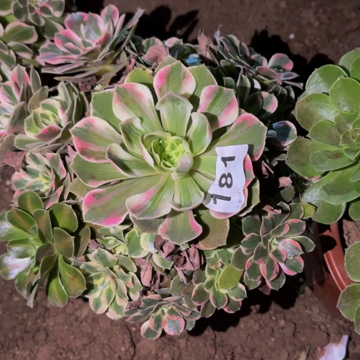 181男神多肉植物不售后