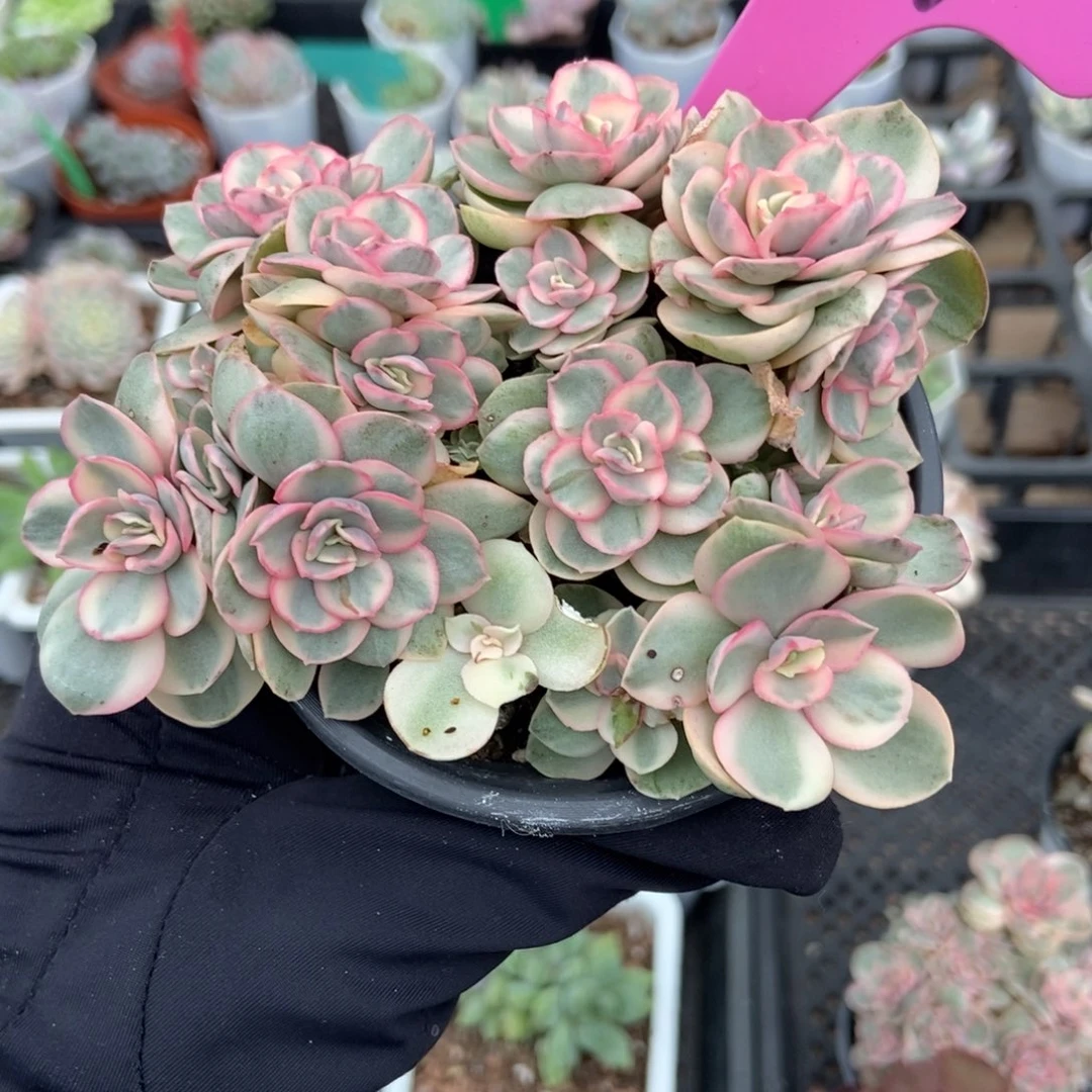 44秀妍锦多肉植物